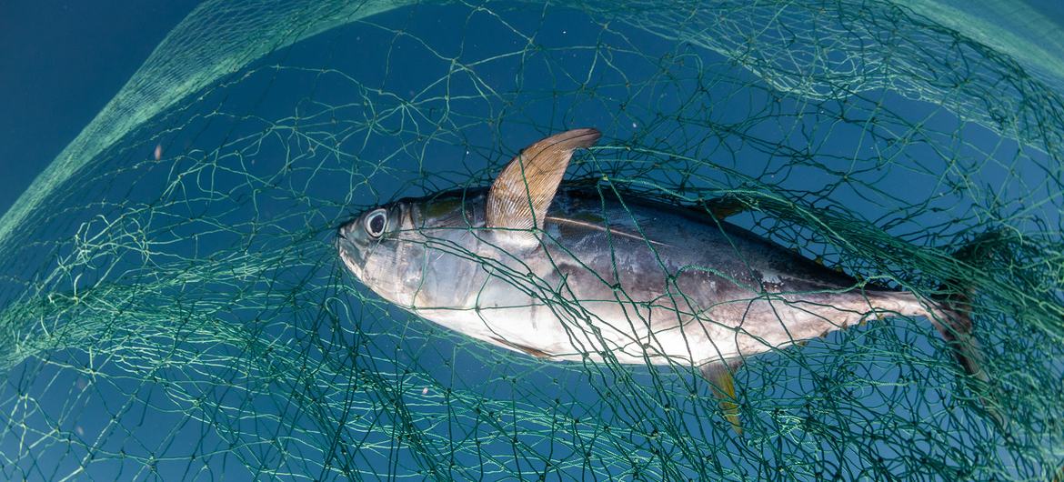 Un rapport publié lors de la 3e Conférence de l'ONU sur l'océan, à Nice, montre que 35 % des stocks mondiaux de poissons sont exploités de manière non-durable.