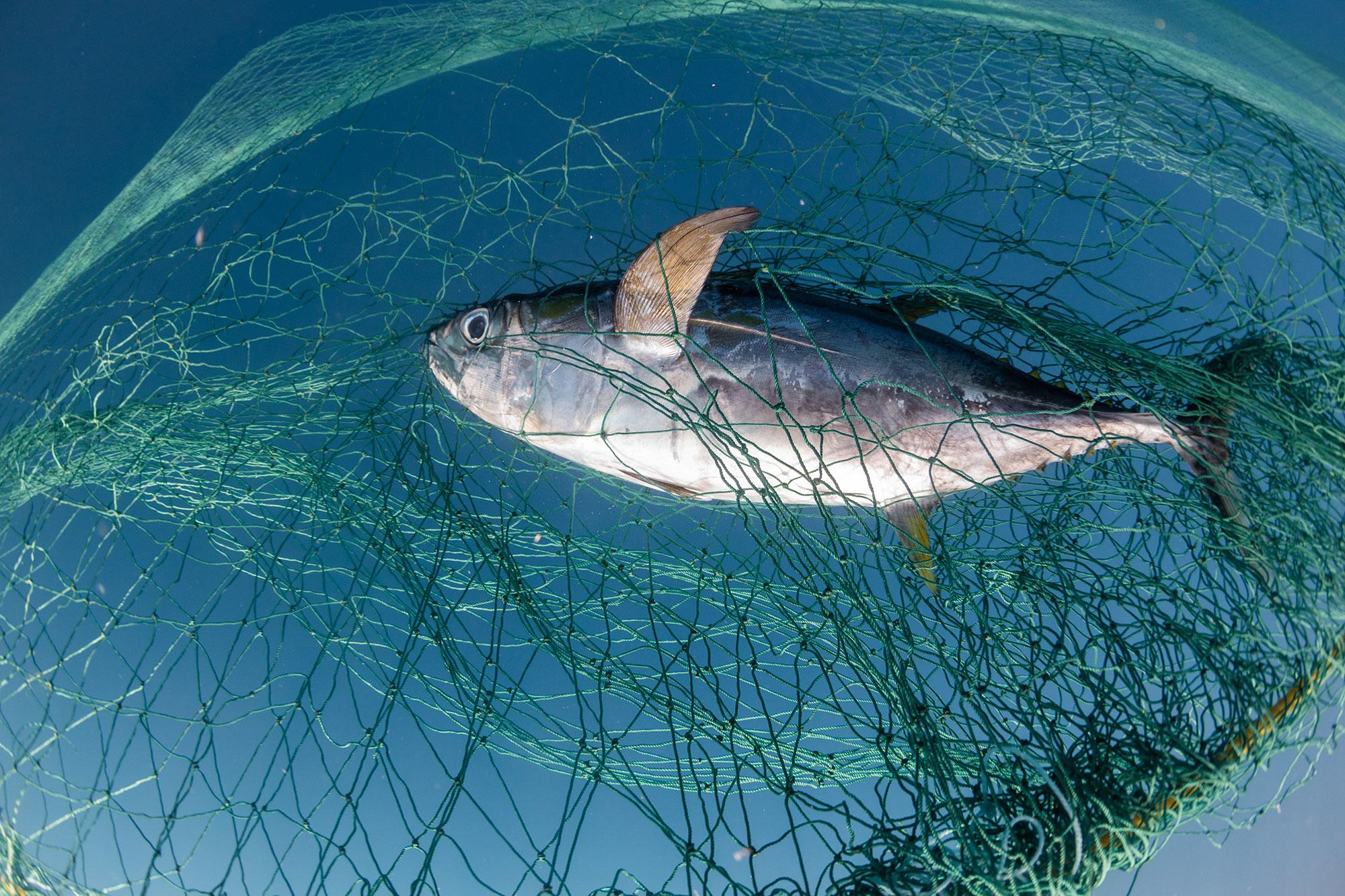 Un peu moins des deux tiers (64 %) des stocks de poissons marins sont exploités à un niveau biologiquement durable. Mais plus d’un tiers reste surexploité.