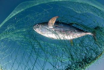A report launched at the Third UN Ocean Conference, in Nice, shows that 35 per cent of the global fish stocks are being harvested unsustainably.