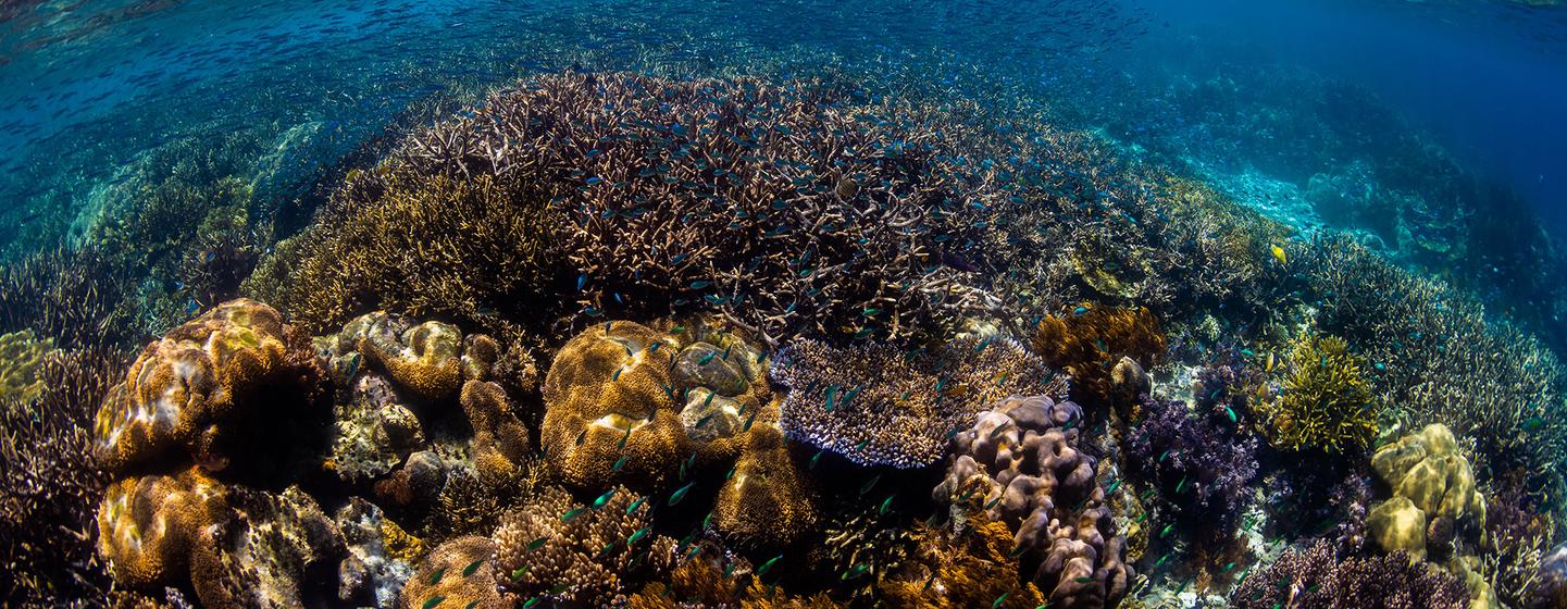 一个充满活力的海底珊瑚礁,充满海洋生物,展示了海洋生态系统的美丽和脆弱性.