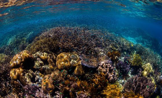 随着《国家管辖范围以外区域海洋生物多样性协定》生效，海洋生物多样性将得到更好的保护。