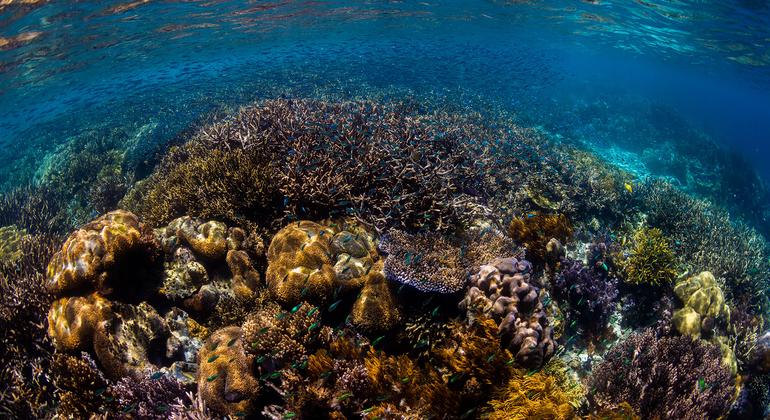 Marine biodiversity is expected to be better protected thanks to the new treaty.