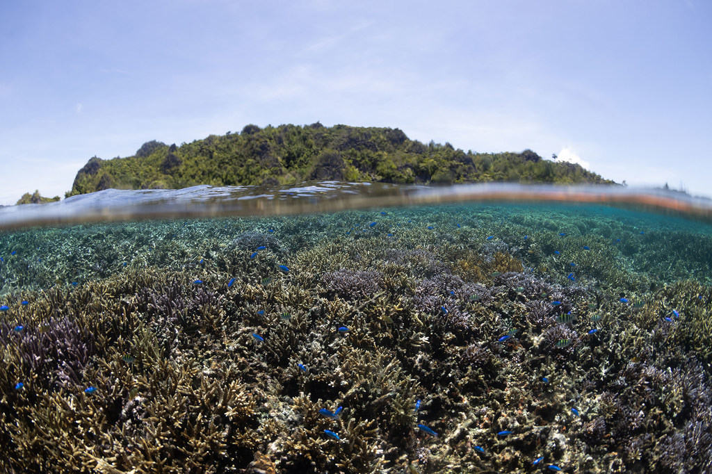 اتفاق التنوع البيولوجي البحري سيساعد على حماية المحيطات.