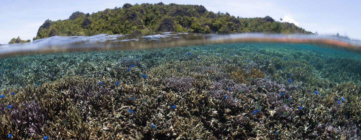 The marine biodiversity treaty will help to protect the oceans.