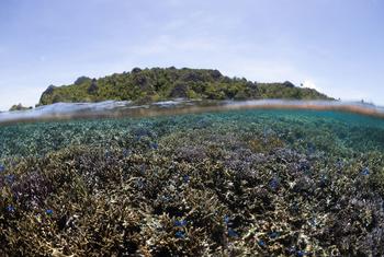 Una fotografía subacuática que muestra los vibrantes arrecifes de coral llenos de vida marina, con una exuberante isla verde visible por encima de la línea de agua.