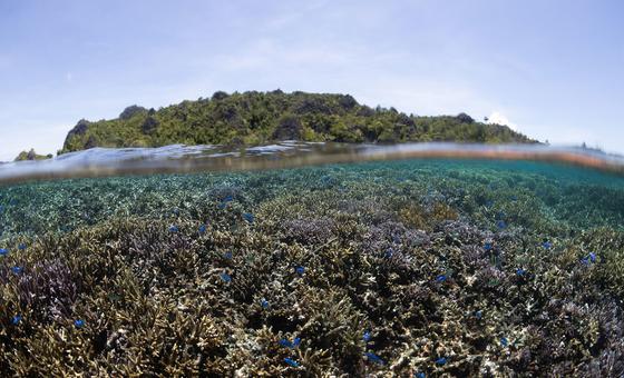 اتفاق التنوع البيولوجي البحري سيساعد على حماية المحيطات.