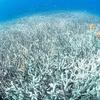 Vista submarina de un arrecife de coral blanqueado con varios peces nadando a su alrededor.
