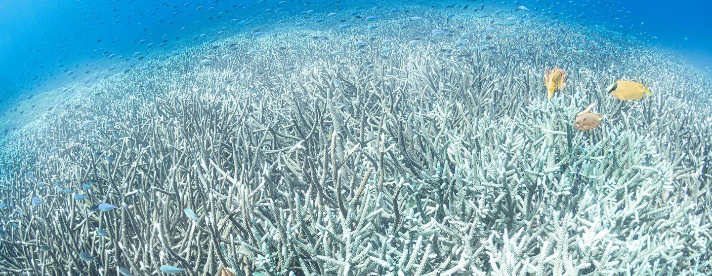 Vista submarina de un arrecife de coral blanqueado con varios peces nadando a su alrededor.