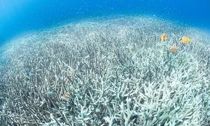 Ocean Conference photos