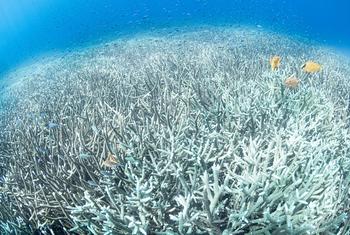 Ocean Conference photos