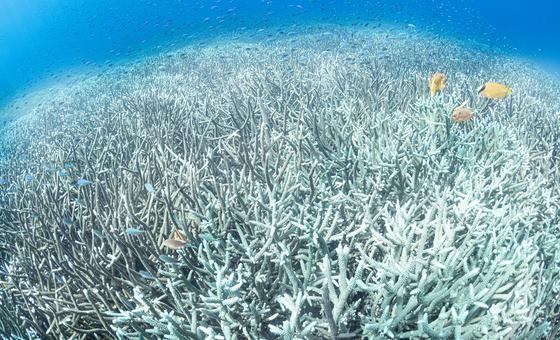 El calor de los océanos alcanzó un máximo histórico en julio en medio de múltiples extremos climáticos