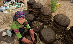  Una niña de once años hace montones de pasteles con estiércol de ganado y paja frente a su casa en la provincia central de Bamyan, Afganistán.