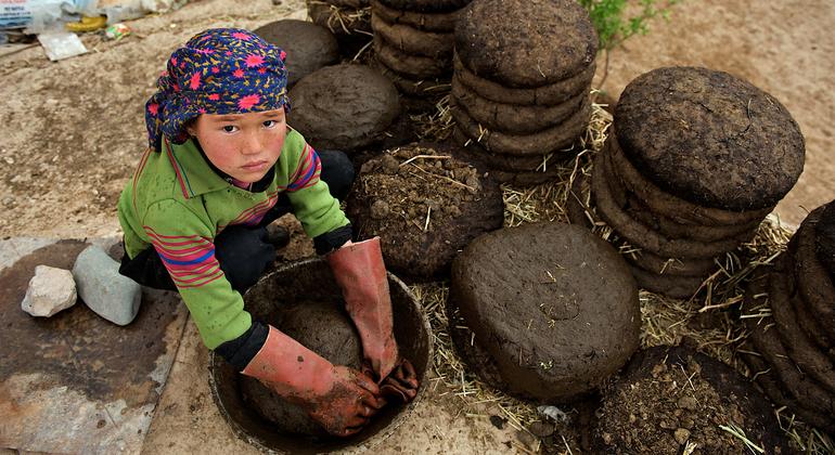  Una niña de once años hace montones de pasteles con estiércol de ganado y paja frente a su casa en la provincia central de Bamyan, Afganistán.