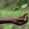 A farmer in Kenya holds a seedling of a new bean variety.