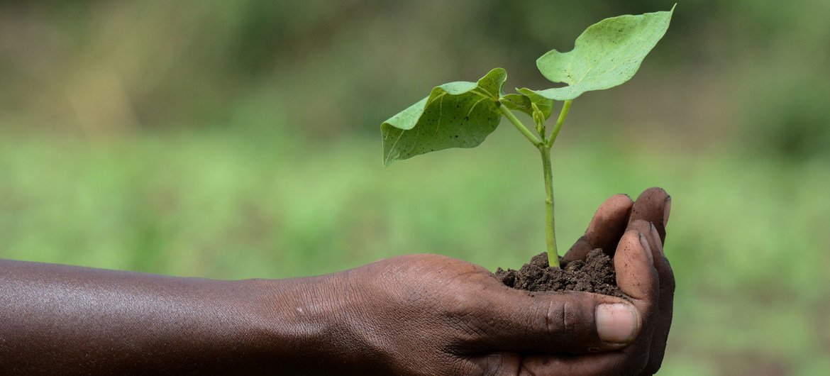 Un agricultor de Kenya muestra el retoño de una nueva variedad de frijoles.