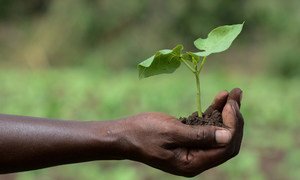 A farmer in Kenya holds a seedling of a new bean variety.