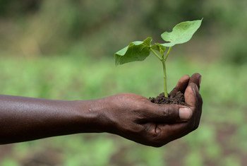 A farmer in Kenya holds a seedling of a new bean variety.