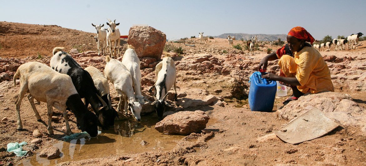 خشکسالی مکرر و رقابت ناشی از آن بر سر منابع منجر به درگیری در سومالی در دهه های اخیر شده است.
