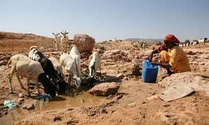 Ukame wa mara kwa mara na ushindani unaotokana na rasilimali umesababisha mzozo nchini Somalia katika miongo ya hivi karibuni.