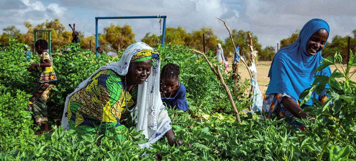 Dans le sud de la Mauritanie, un jardin maraîcher géré par une coopérative de femmes utilise l'énergie solaire pour irriguer les cultures. 