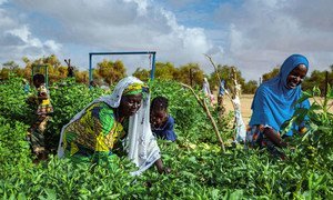 在毛里塔尼亚南部，一个由妇女合作社经营的花园使用太阳能灌溉庄稼。