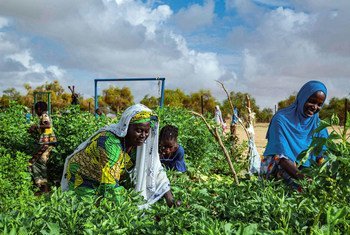 Un huerto gestionado por una cooperativa de mujeres en el sur de Mauritania utiliza la energía solar para regar los cultivos.