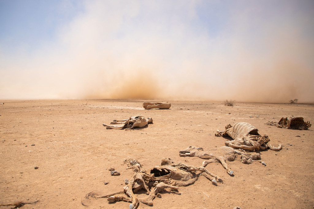 Réponse rapide à la sécheresse dans les régions d'Oromia et de Somali