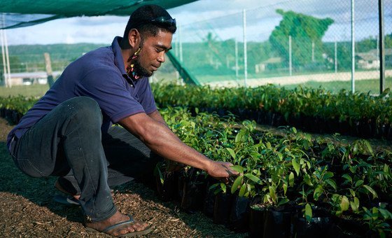 Tupu tends to seedlings at work in the Petani Community greenhouse nursery as part of the Tonga Rural Innovation Project.