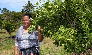 Ana T. Tukia, Houma Community Facilitator, in the Houma Community citrus fruit tree project orchard where mandarin and lemon trees are tended to and grown by members of the local community.
