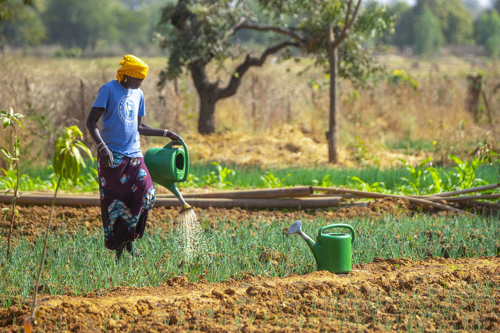 Une agricultrice arrose son jardin dans le centre-nord du Burkina Faso. 