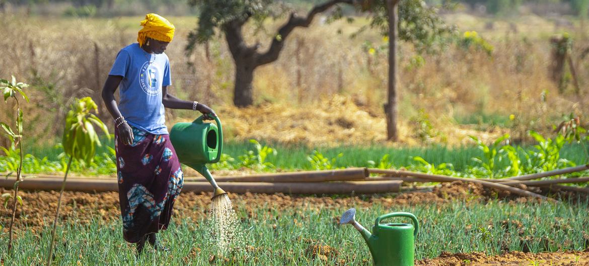 A farmer waters her garden in north-central Burkina Faso. 