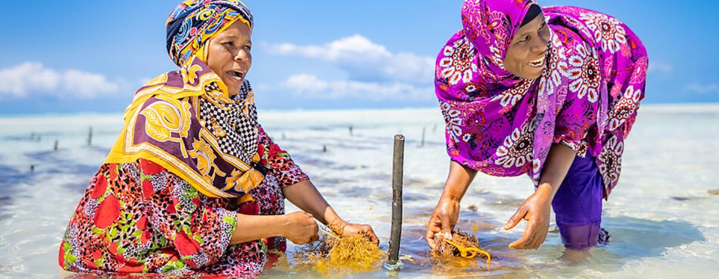 Women in Tanzania harvest seaweed as part of a climate-smart agriculture project.