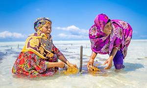 Women in Tanzania harvest seaweed as part of a climate-smart agriculture project.