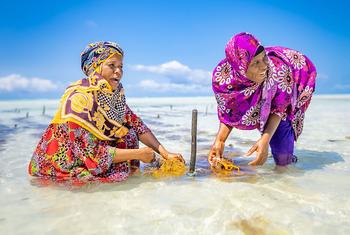 As mulheres na Tanzânia colhem algas marinhas como parte de um projeto de agricultura inteligente para o clima.