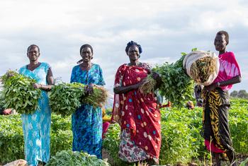 South Sudanese refugees living in Kenya's Kakuma camp buy produce to sell from a farm run by both Kenyans and refugees.