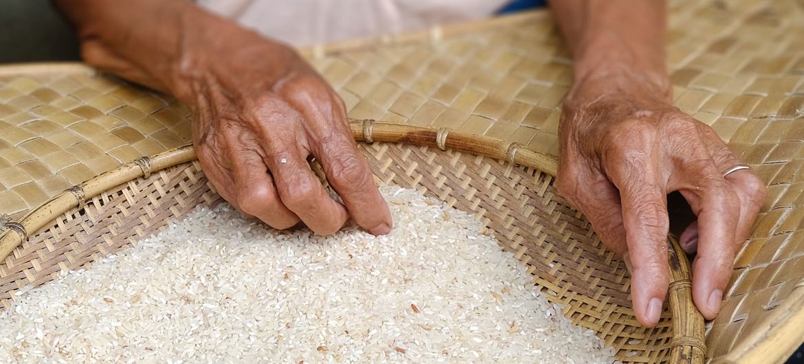 El arroz es el alimento básico de muchos hogares de Kalimantan Occidental.