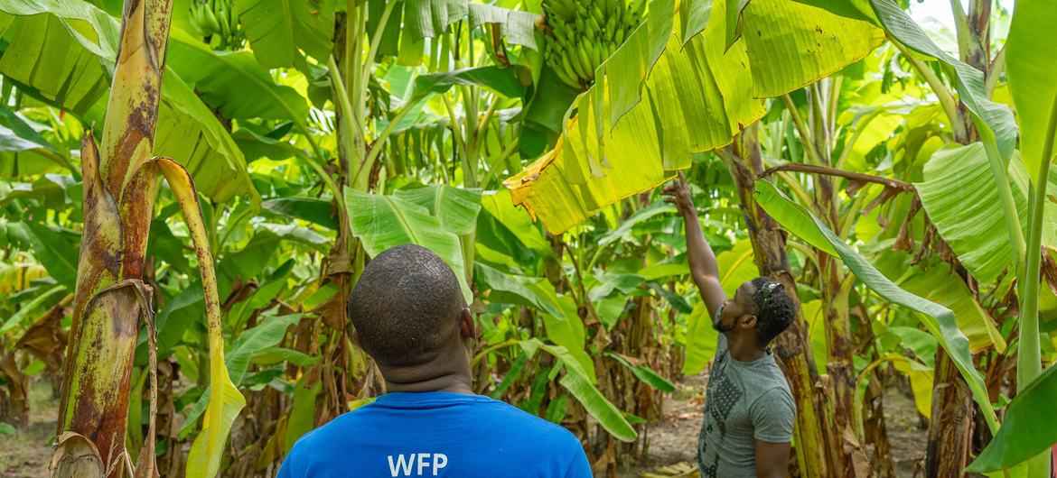 WFP nggarap petani kanggo nyedhiyakake panganan kanggo program panganan sekolah.