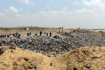A wide shot of a vast landfill in Gaza where displaced Palestinians and their sheep are scavenging through massive piles of garbage under a bright sky, illustrating the severe sanitation and health crisis.