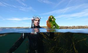  Vincent Doumeizel, asesor principal del Pacto Mundial de la ONU, se ha convertido en uno de los rostros de la llamada "revolución de las algas".