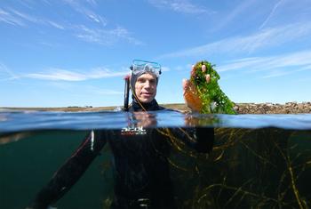 Vincent Doumeizel, a senior adviser to the UN Global Compact, has become one of the faces of the so-called “seaweed revolution.”