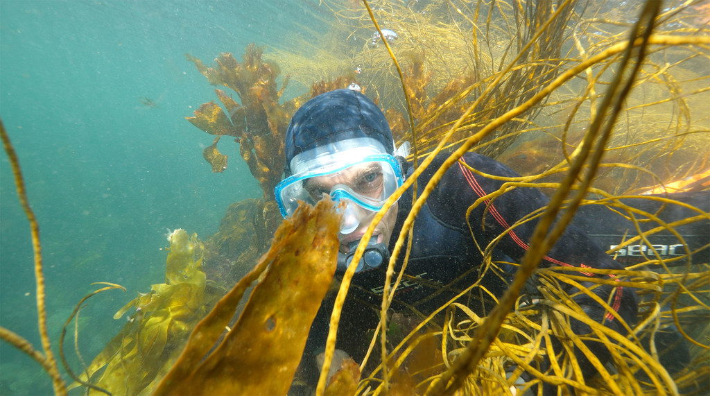 Un buceador explora un denso bosque submarino de algas.