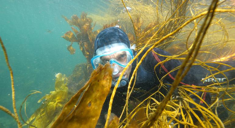 Vincent Doumeizel habla a veces de "bosques marinos" en lugar de "algas marinas", un juego lingüístico diseñado para contrarrestar el prejuicio occidental que ve en las algas marinas un apestoso residuo contaminante. Vincent Doumeizel habla a veces de "bosques marinos" en lugar de "algas marinas", un juego lingüístico diseñado para contrarrestar el prejuicio occidental que ve en las algas marinas un apestoso residuo contaminante.