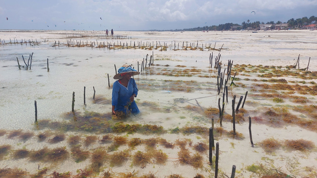 Una mujer con camisa azul y sombrero cónico recolecta algas marinas en aguas poco profundas en la isla de Zanzíbar.