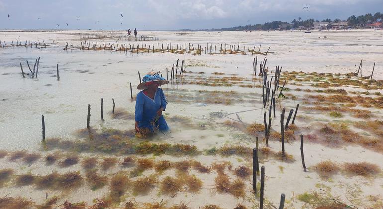 En la isla de Zanzíbar, el auge de las algas comenzó con un aumento de la demanda de texturizantes alimentarios elaborados con algas. Las viudas y las mujeres solteras de se pusieron rápidamente manos a la obra. En la isla de Zanzíbar, el auge de las algas comenzó con un aumento de la demanda de texturizantes alimentarios elaborados con algas. Las viudas y las mujeres solteras de se pusieron rápidamente manos a la obra.
