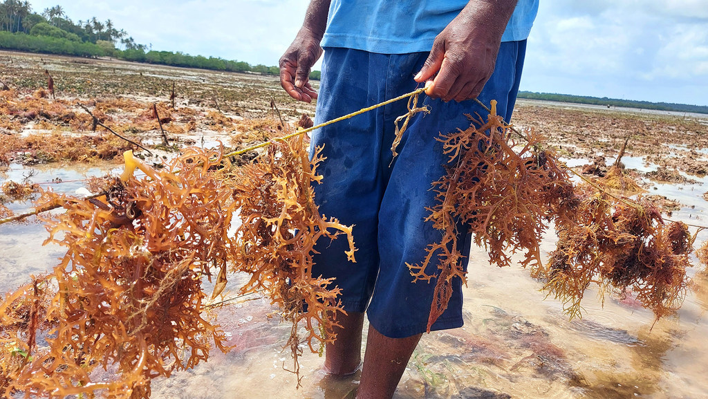On the island of Zanzibar, seaweed is now the third-largest resource.