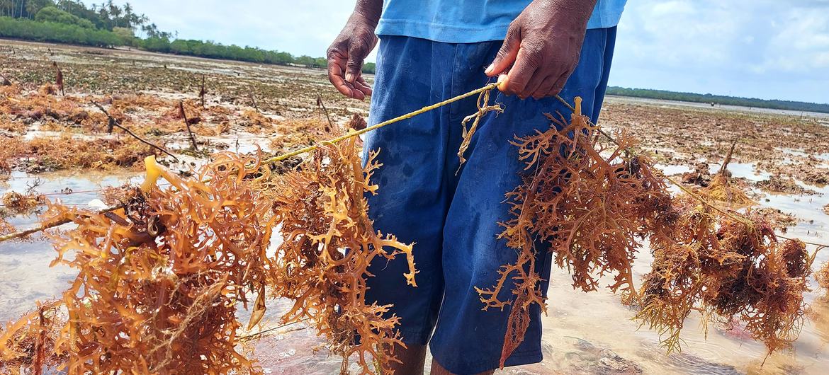 A person stands in shallow water on the island of Zanzibar, holding a string of harvested seaweed.