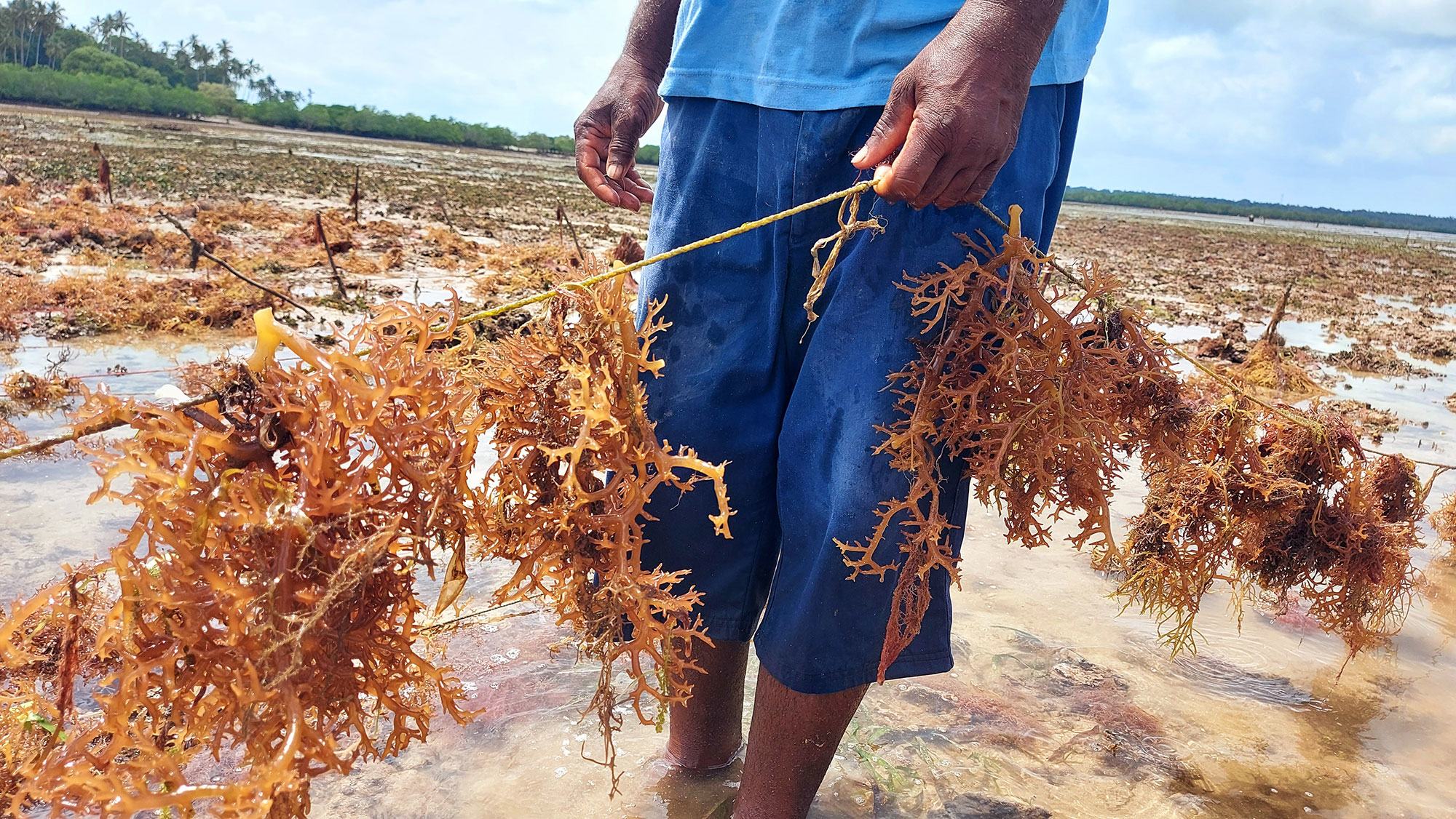 On the island of Zanzibar, seaweed is now the third-largest resource. On the island of Zanzibar, seaweed is now the third-largest resource.