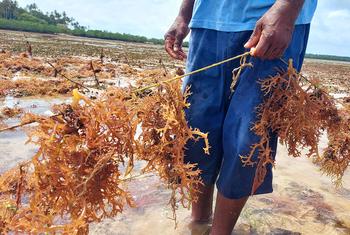 A person stands in shallow water on the island of Zanzibar, holding a string of harvested seaweed.