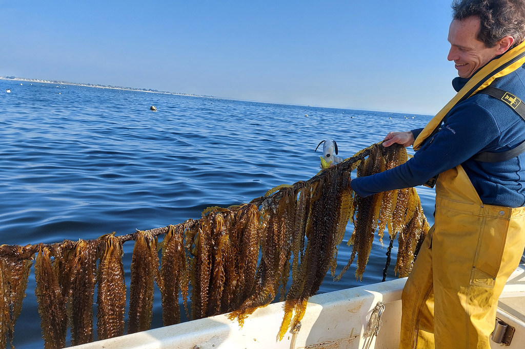 Un hombre en un bote en el océano recolectando algas. Sostiene una larga hebra de alga Laminaria recolectada con el mar azul de fondo.