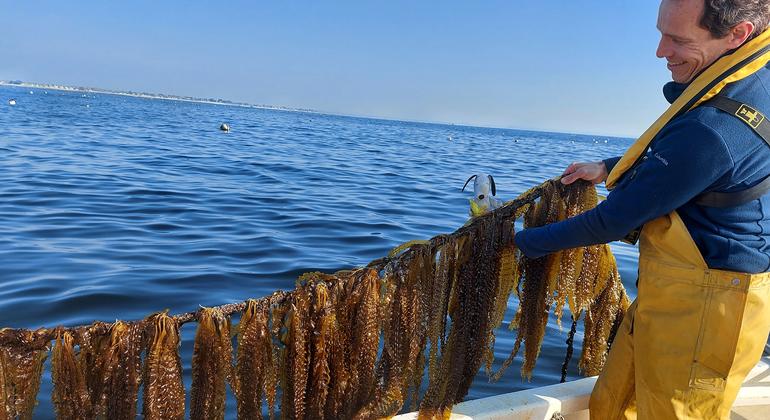 Algolesko, frente a la costa de Lesconil, en Bretaña, es una de las mayores explotaciones de algas de Europa continental, con 150 hectáreas de cultivo ecológico de Laminaria. Algolesko, frente a la costa de Lesconil, en Bretaña, es una de las mayores explotaciones de algas de Europa continental, con 150 hectáreas de cultivo ecológico de Laminaria.